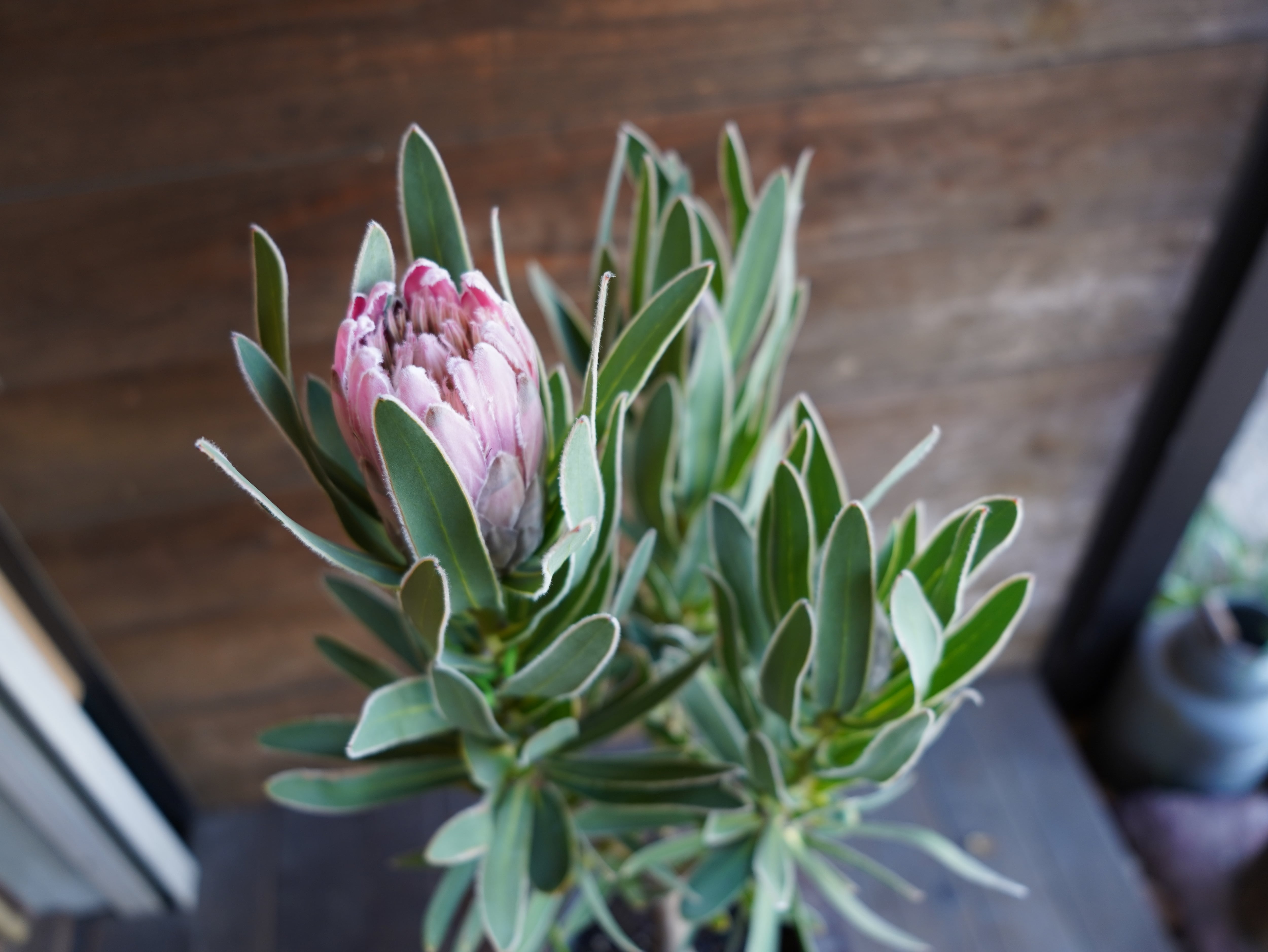 【現物】プロテア　"ピンクパール"