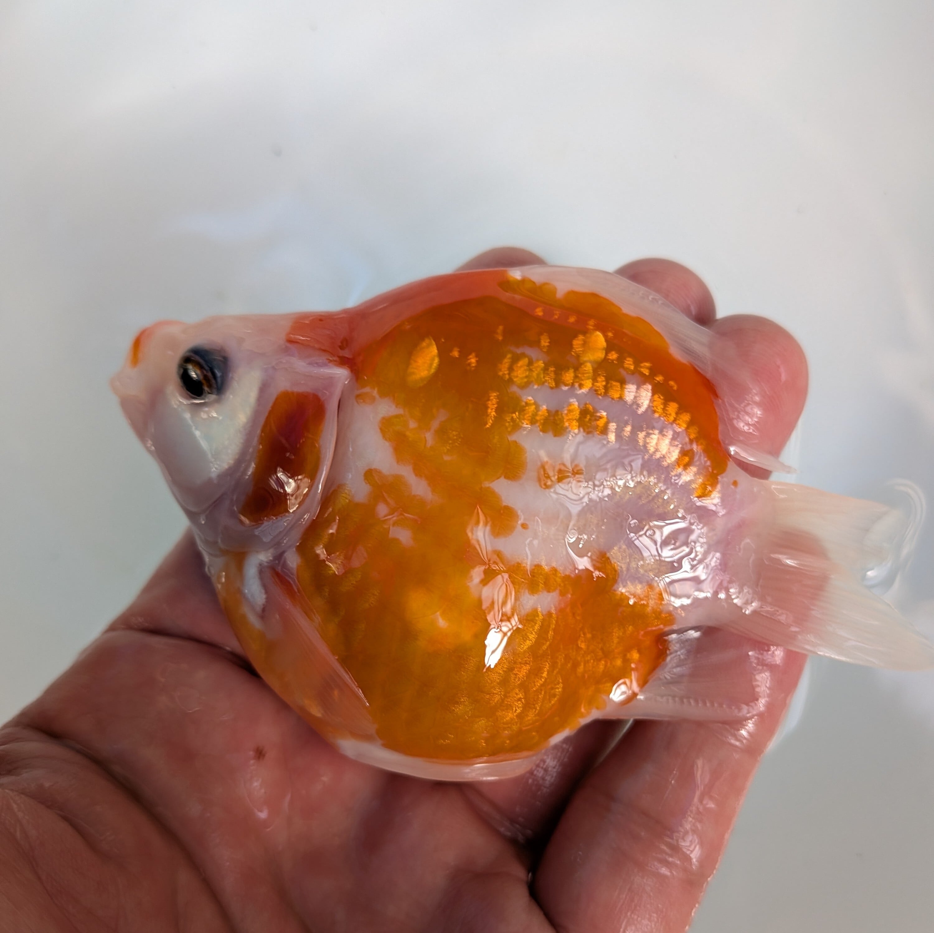 藤だるま工房（養魚場） - Yahoo!オークション 玉サバ | 2026年