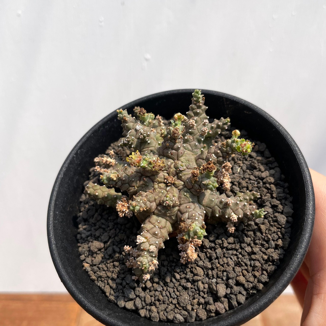 Euphorbia  brevirama【ユーフォルビア・ブレビラマ】