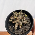 Euphorbia  brevirama【ユーフォルビア・ブレビラマ】