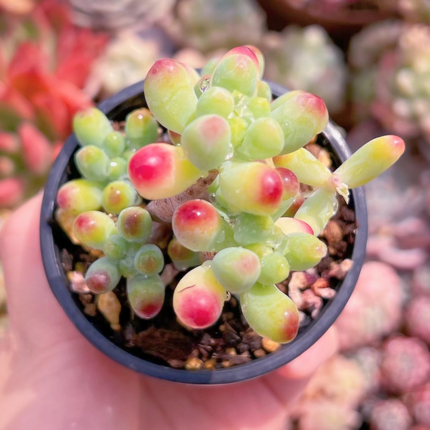 現品　ベリー果#3013　残りわずか　るる農園