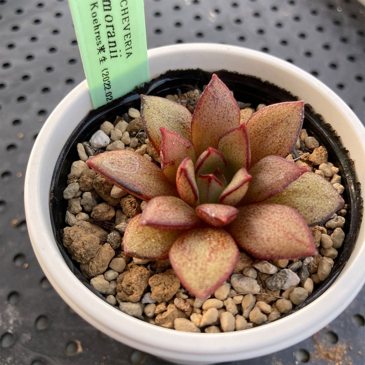現物商品】ECHEVERIA moranii 原種 実生苗 | 多肉植物研究所