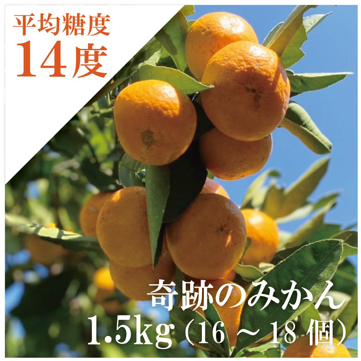 23)数量限定　甘すぎる　有田みかん　果物 　みかん　小玉　旬 935)数量限定 甘すぎる 有田みかん 果物 みかん 小玉 旬 2025奇跡の