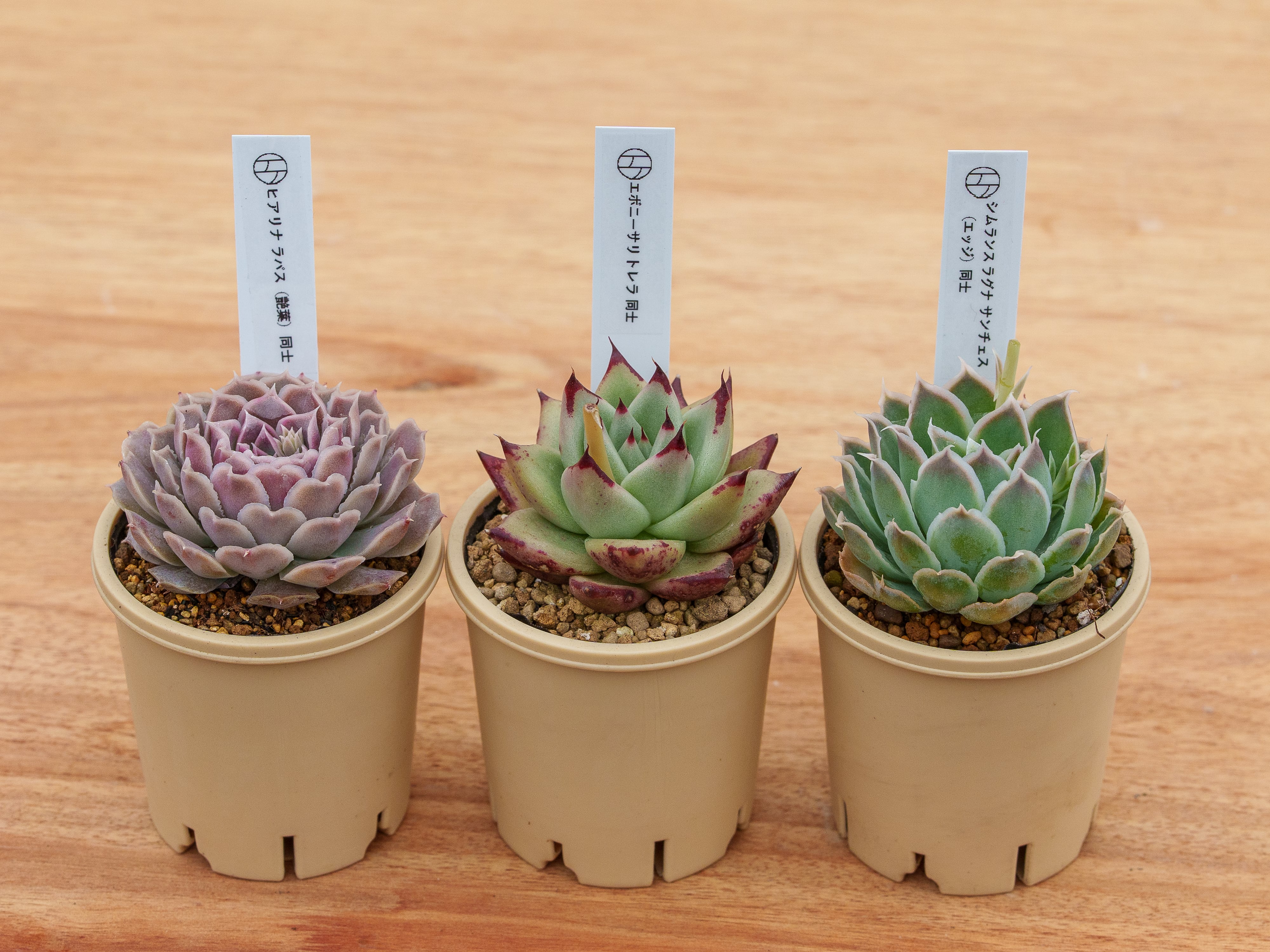 Fセット | クアトロ