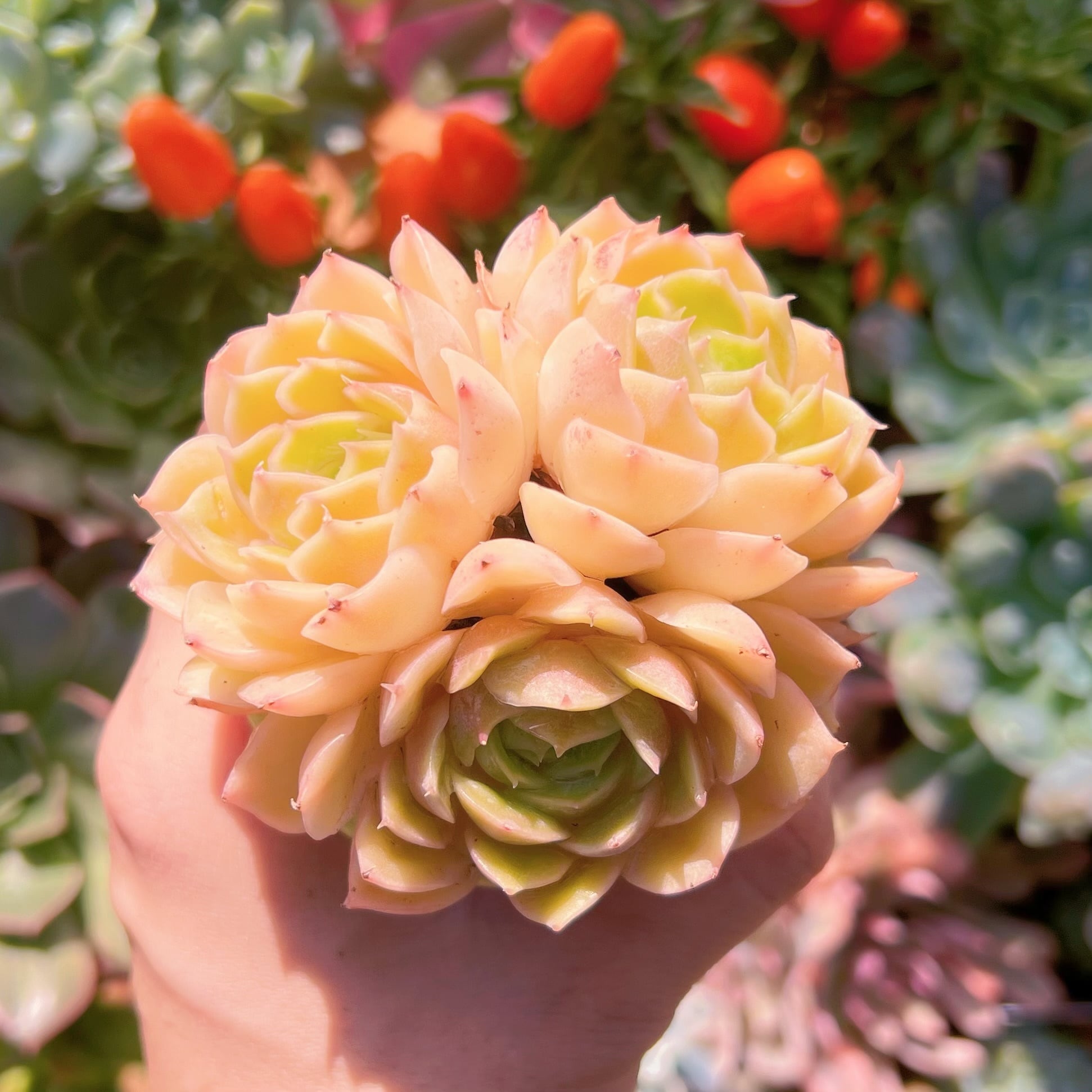 多肉植物 オンスロー群生 新入荷 るる農園 | るる農園~多肉植物専門