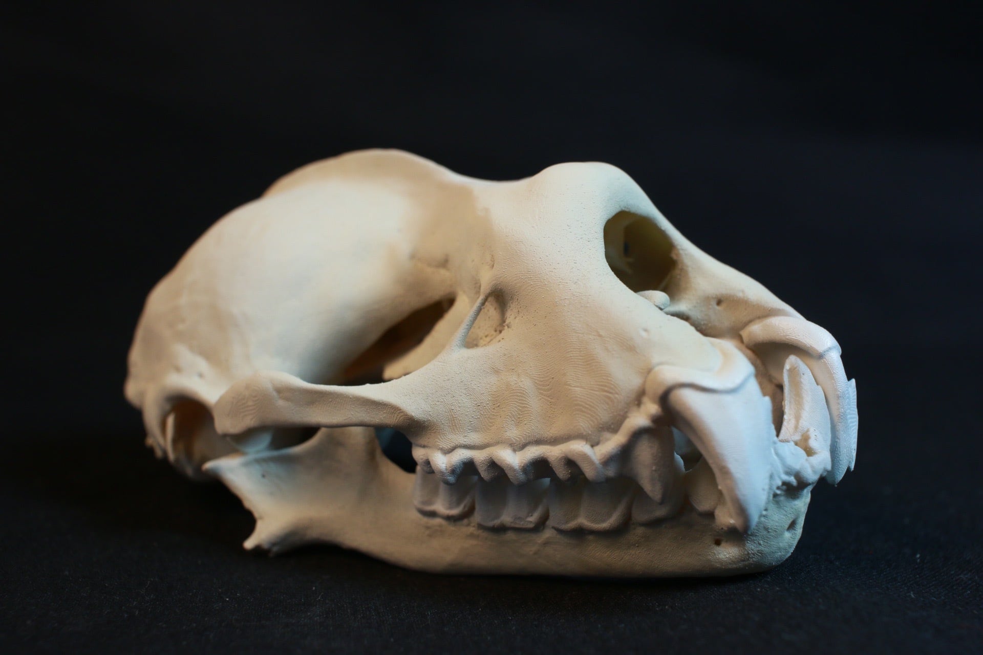 8㎝】キクガシラコウモリ 拡大頭骨レプリカ | アンフィ合同会社