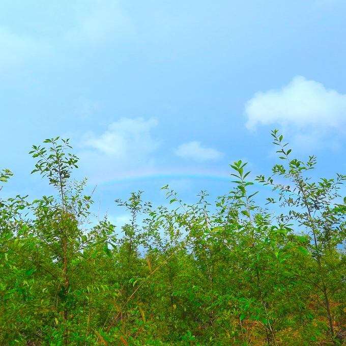 【Sale】一点物✦⋆.·6月の誕生石⋆.·Rain drop rainbow⋆.·14kgfレインボームーンストーンロングイヤーカフ⋆.·✦