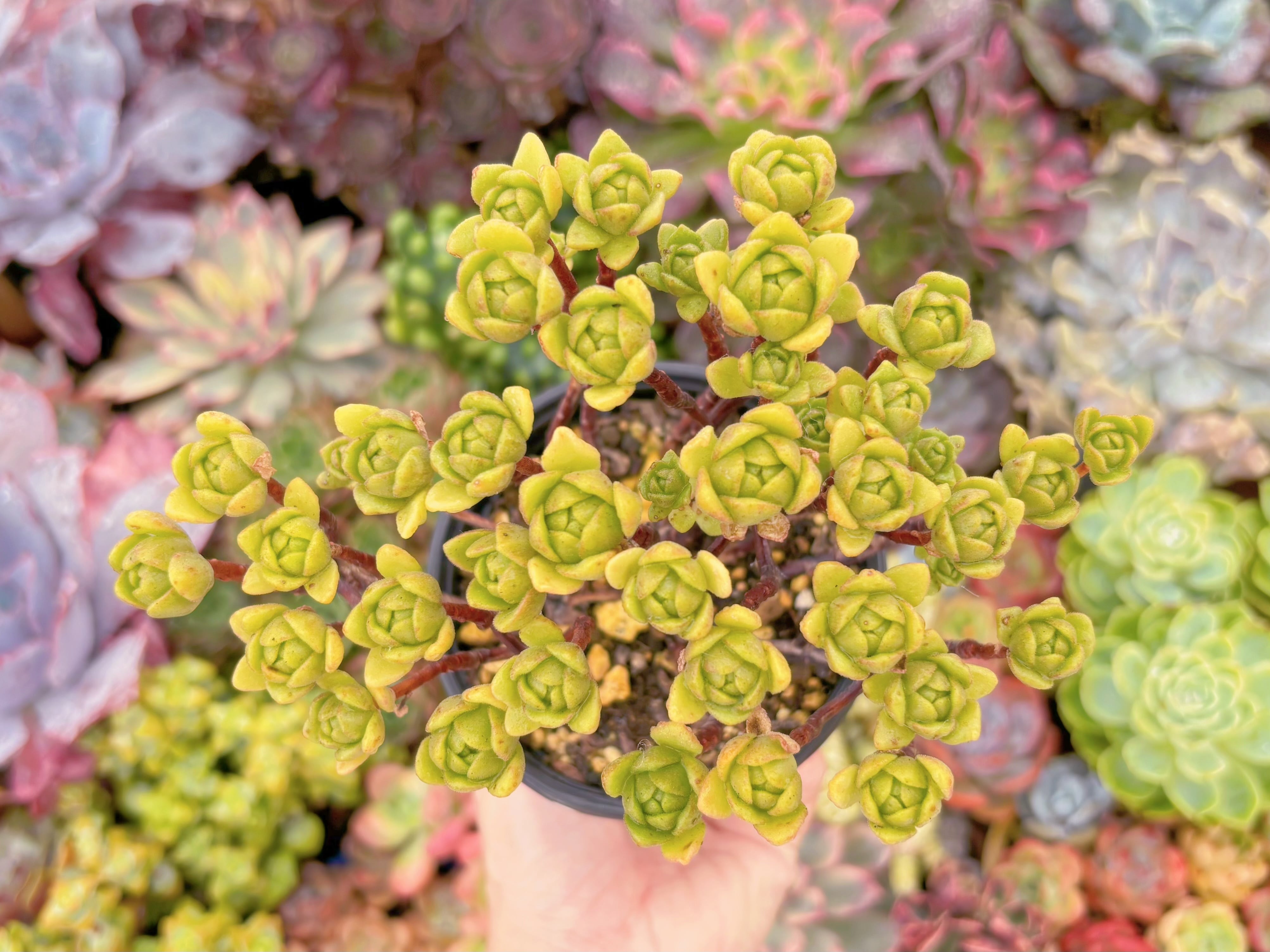 現品　little fox#1128　群生　るる農園