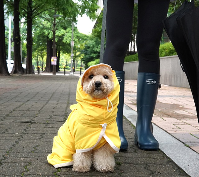 himawari raincoat S ~ 2XL / 犬服 新作 レインコート  光る 防水 ドッグウェア 犬 レインウェア フード付き 小型犬 中型犬 ペット用品 ワンコ服