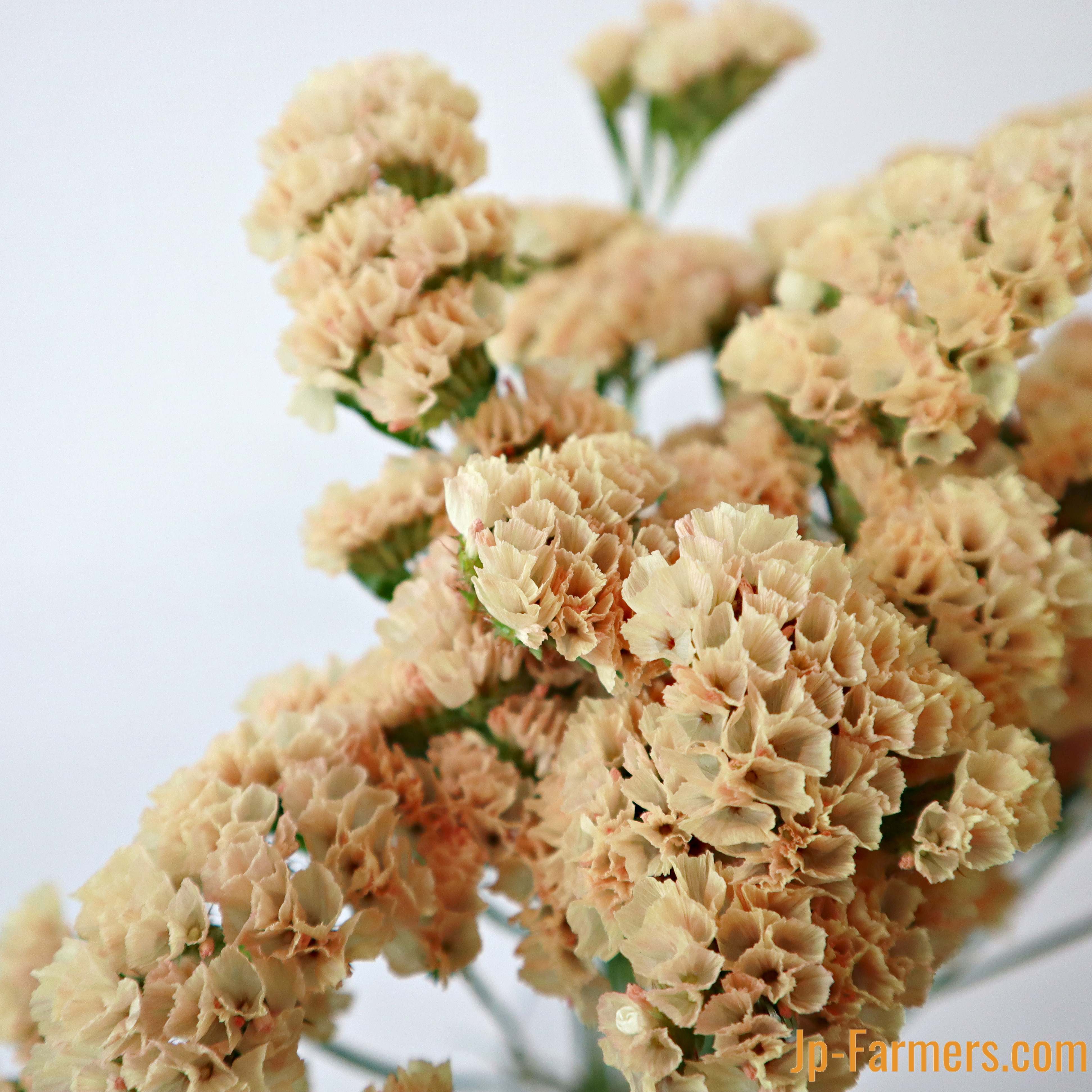 スターチス色味参考画像 スターチス色味参考画像