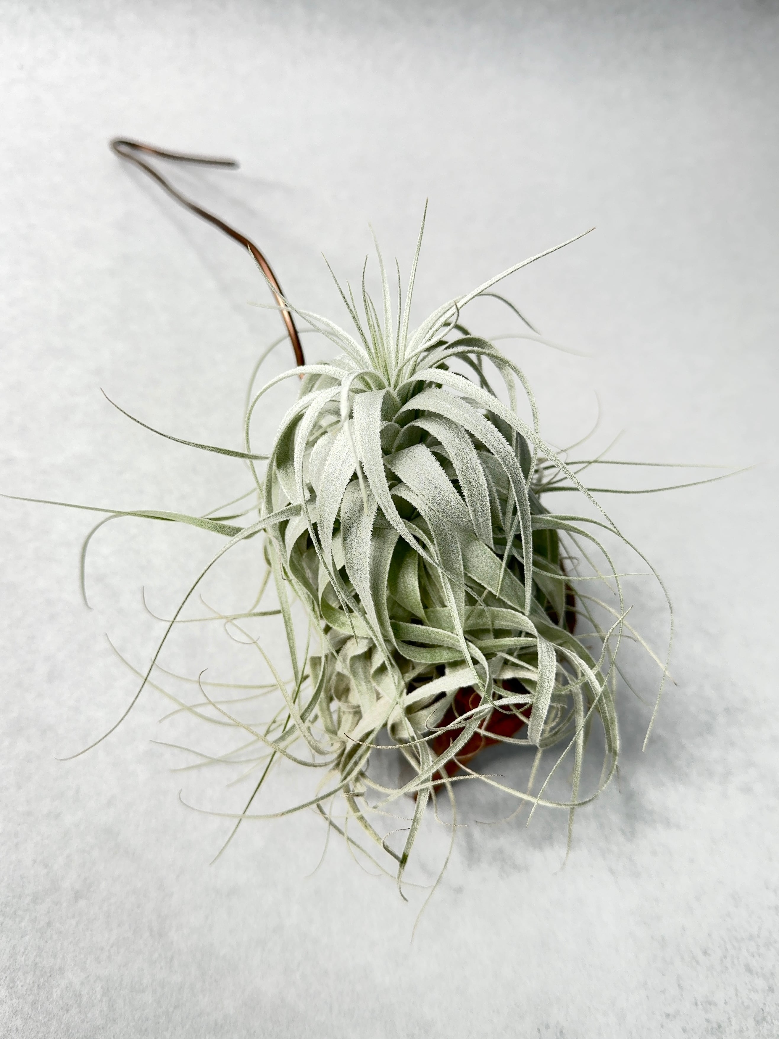 チャペウエンシス・チュリフォルミス実生 | trigger