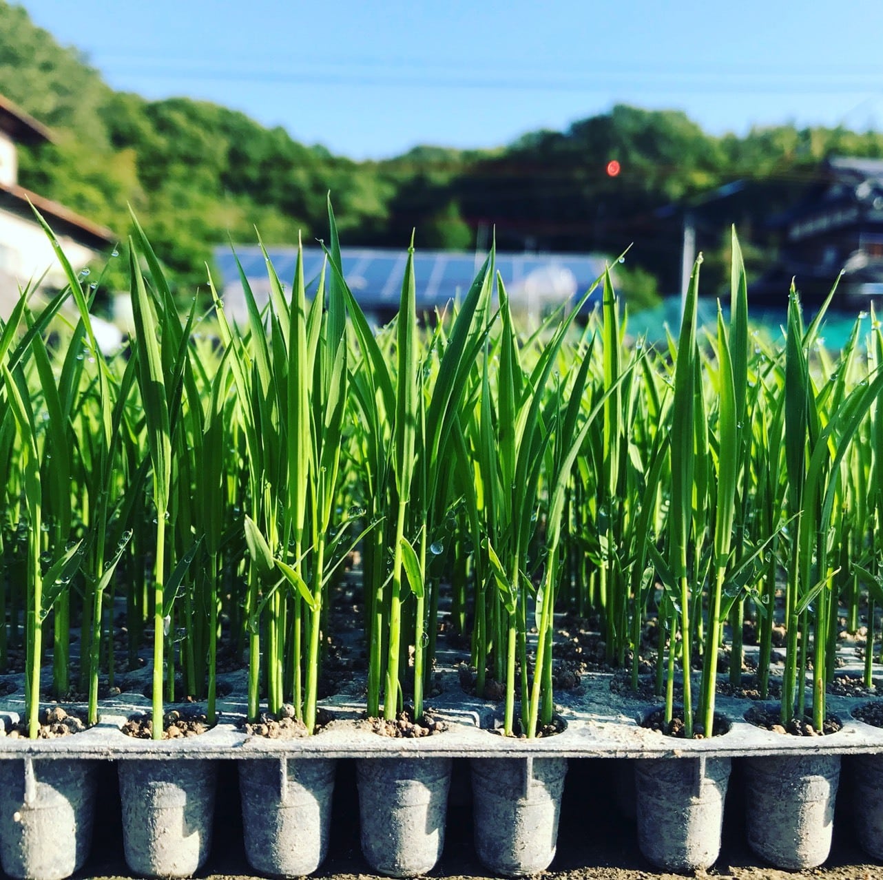 ∞毎月定期∞2025年産 自然栽培米 5kg（朝日米、waccaキヌムスメ