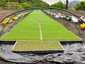 きぬむすめ 5kg《一部送料無料》