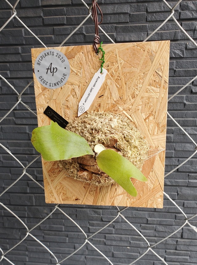 P.Willinckii Wpc Sporelings【artPLANTs】  ビカクシダ/コウモリラン