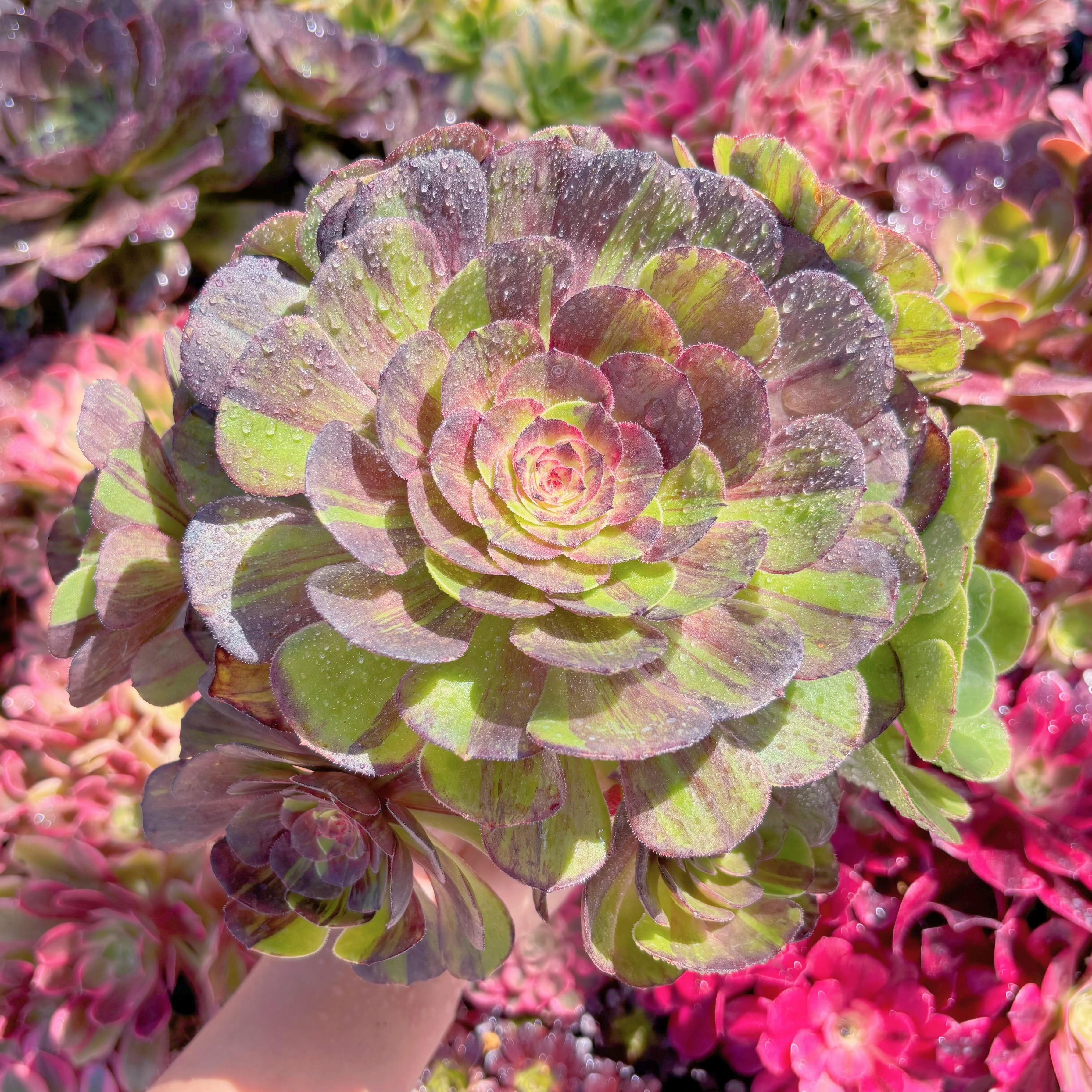 現品　新品種　花月夜錦#K117　特大群生　新入荷　るる農園