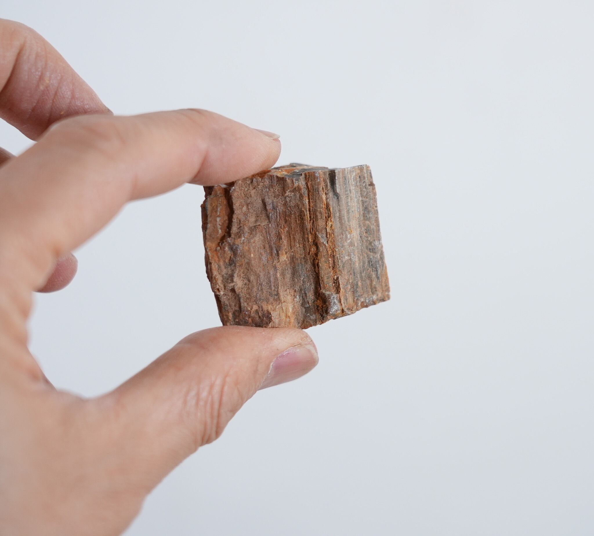 木化石 200g入り【レイアウト用・着生用】 | 苔テラリウム専門