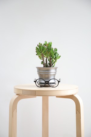 【S】宇宙の木/Crassula ovata Gollum