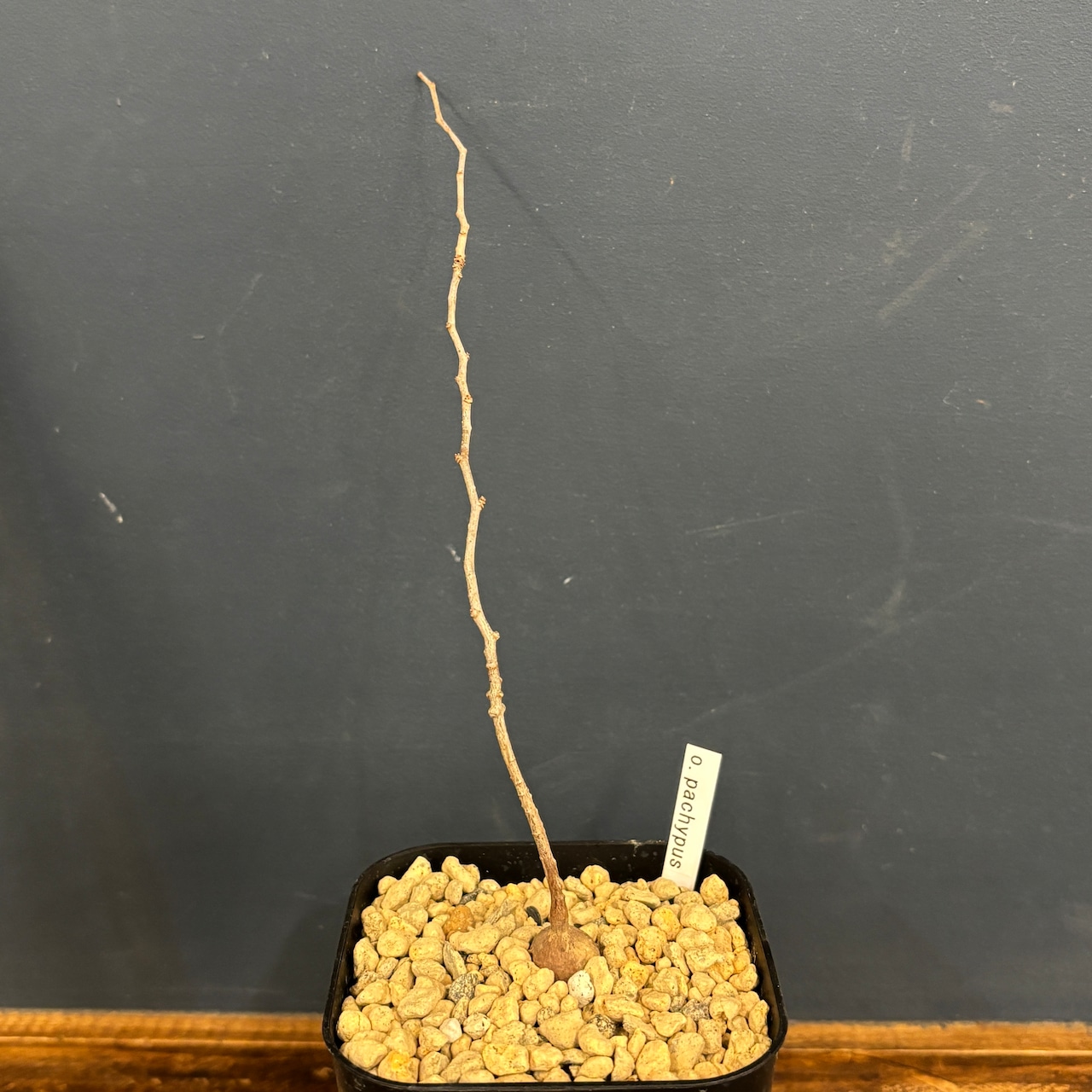 オペルクリカリア パキプス【23】