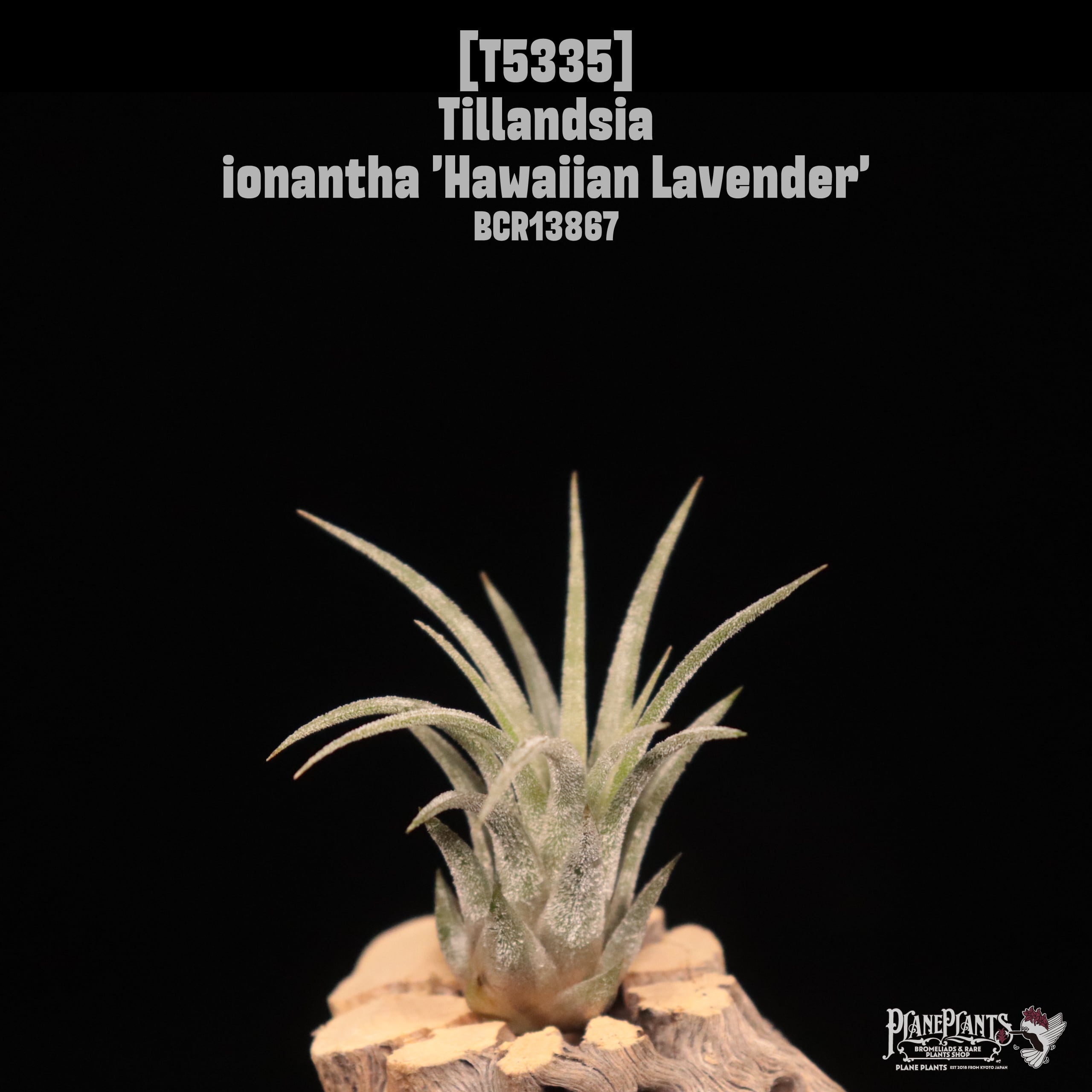 送料無料】ionantha 'Hawaiian Lavender'〔エアプランツ〕現品発送