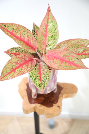 【希少】【S】アグラオネマ ピンクロイ ※【土不使用】陶器鉢付き