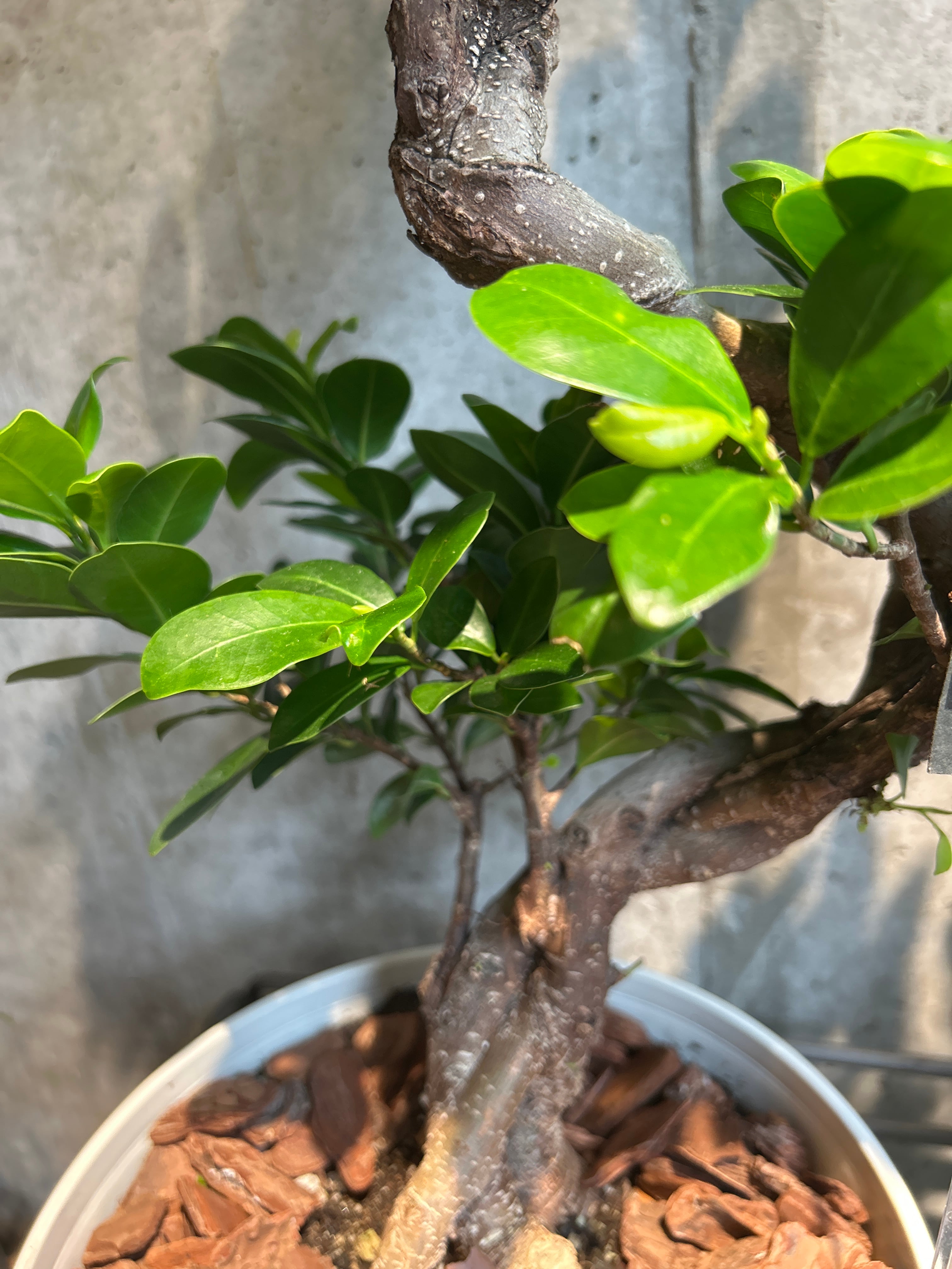 ガジュマル ねじり8号 | 植物との暮らし apricot