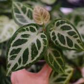 Anthurium Dorayaki × Anthurium Silver brush / アンスリウム ドラヤキ × シルバーブラッシュ【お得なまとめ売り】