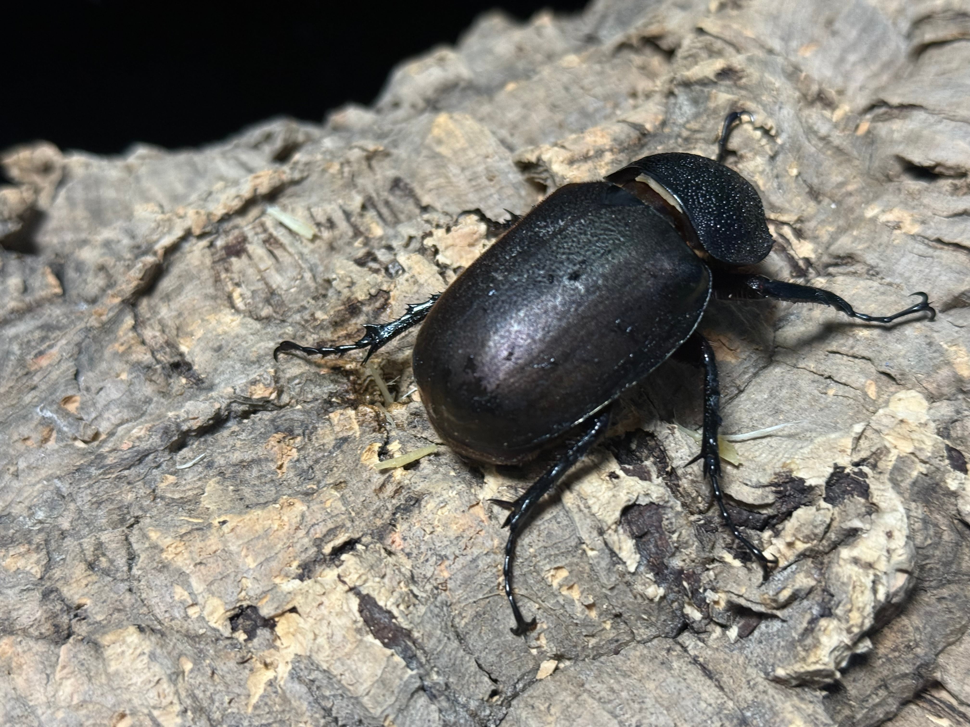 WD タイリクコーカサス ♂110mm ♀57mm ペア | BeetleHouse79