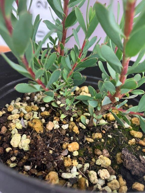 リューカデンドロン【エイミー】5号 | 日本ライン花木センター