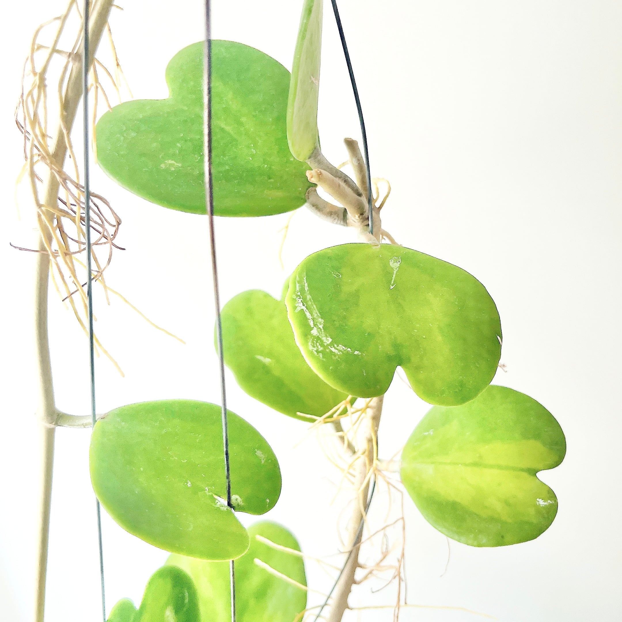 希少品種ホヤコレクション：Hoya kerrii Inner Variegata（ホヤ