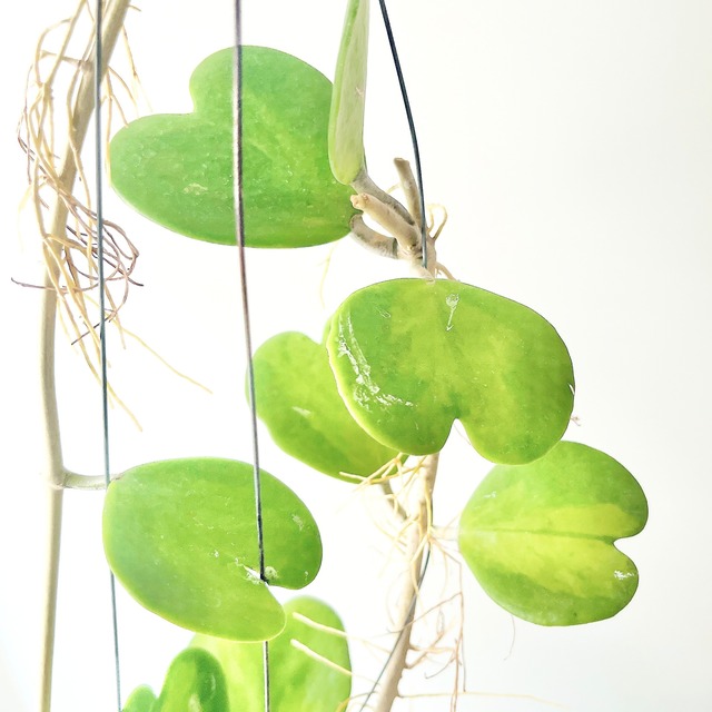 希少品種ホヤコレクション：Hoya kerrii Inner Variegata（ホヤ・ケリー インナーバリエガータ）｜太陽園芸 × calm cafe