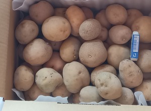 ふぞろい　小玉男爵じゃがいも（約２０００ｇ/６０サイズ箱）