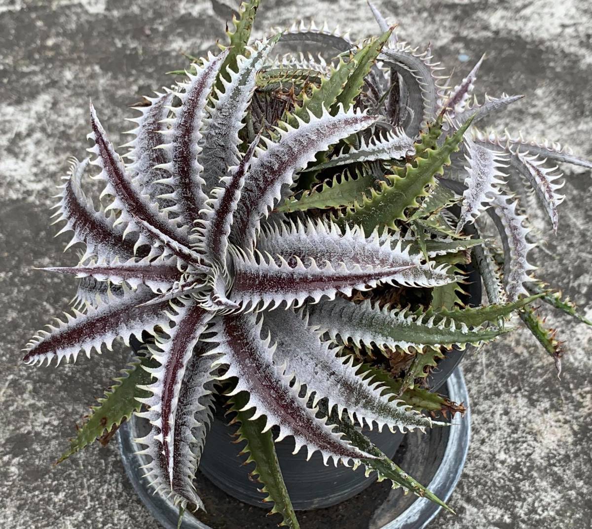 a0460_Dyckia 'Blizzard'：ディッキア・ブリザード（子株） | Plants