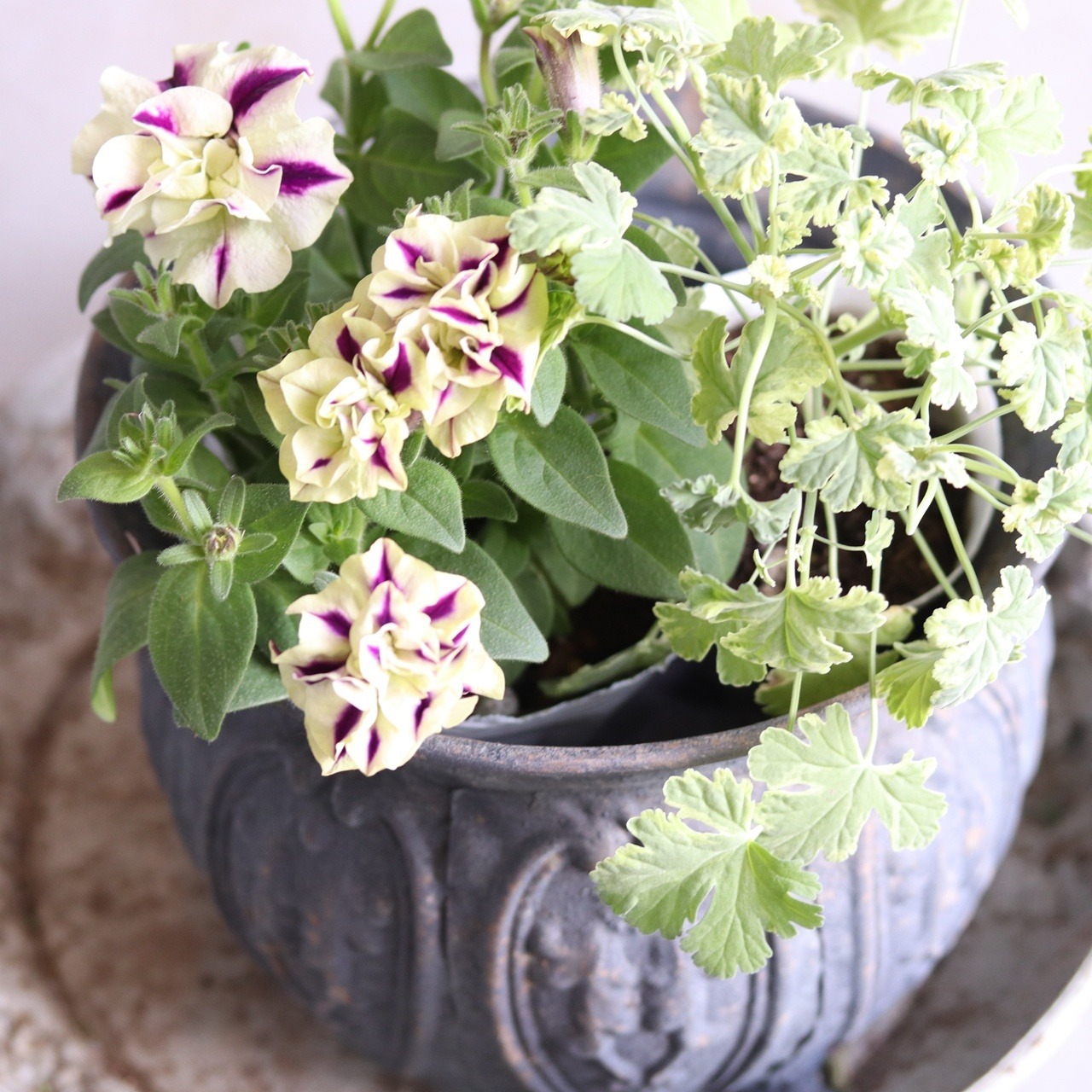 モンディマンシェ　ハーブ寄せ植えナツメグゼラニューム　寄せ植えにオススメ　宿根草