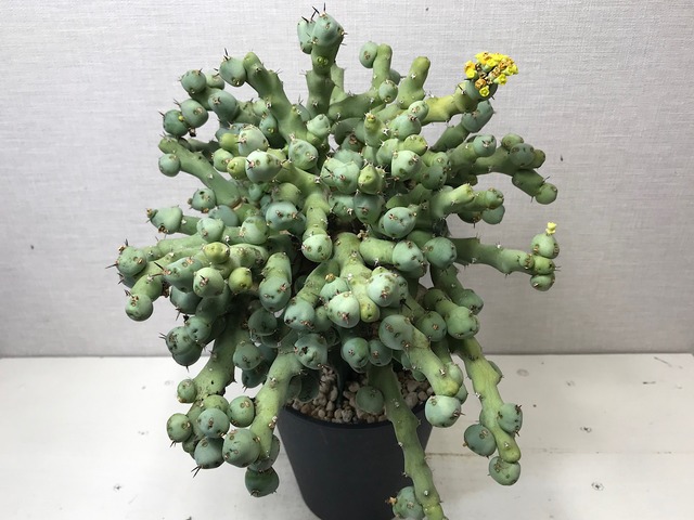 ユーフォルビア クリビコラ