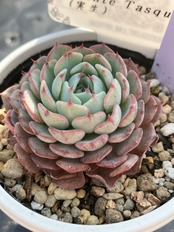 【現物商品】minima,Puente Tasquillo 実生苗 ②