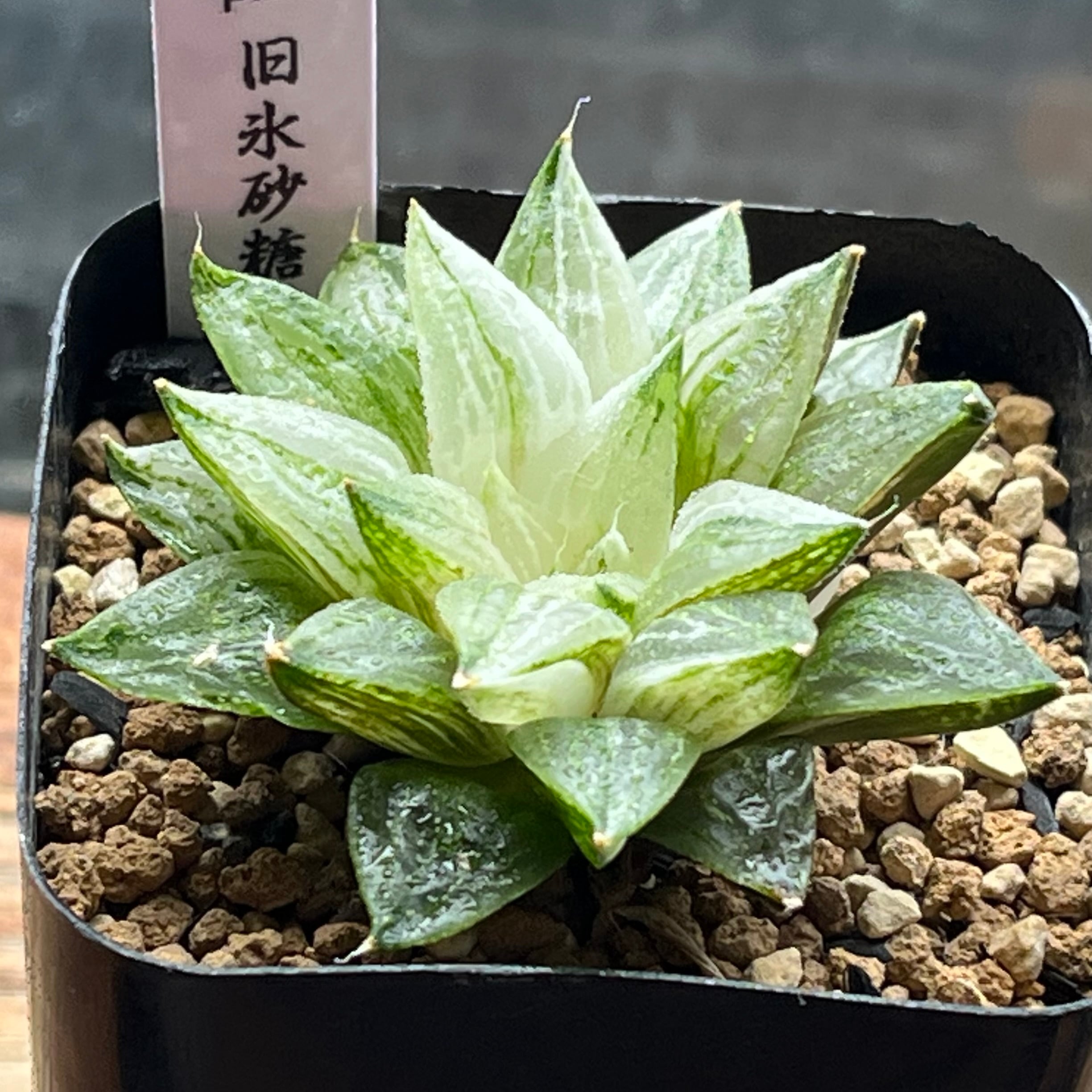 ハオルチア 旧氷砂糖(子株付き) | mocono_plants