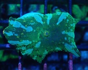 【現地買付】WaterMelonMushroom 1