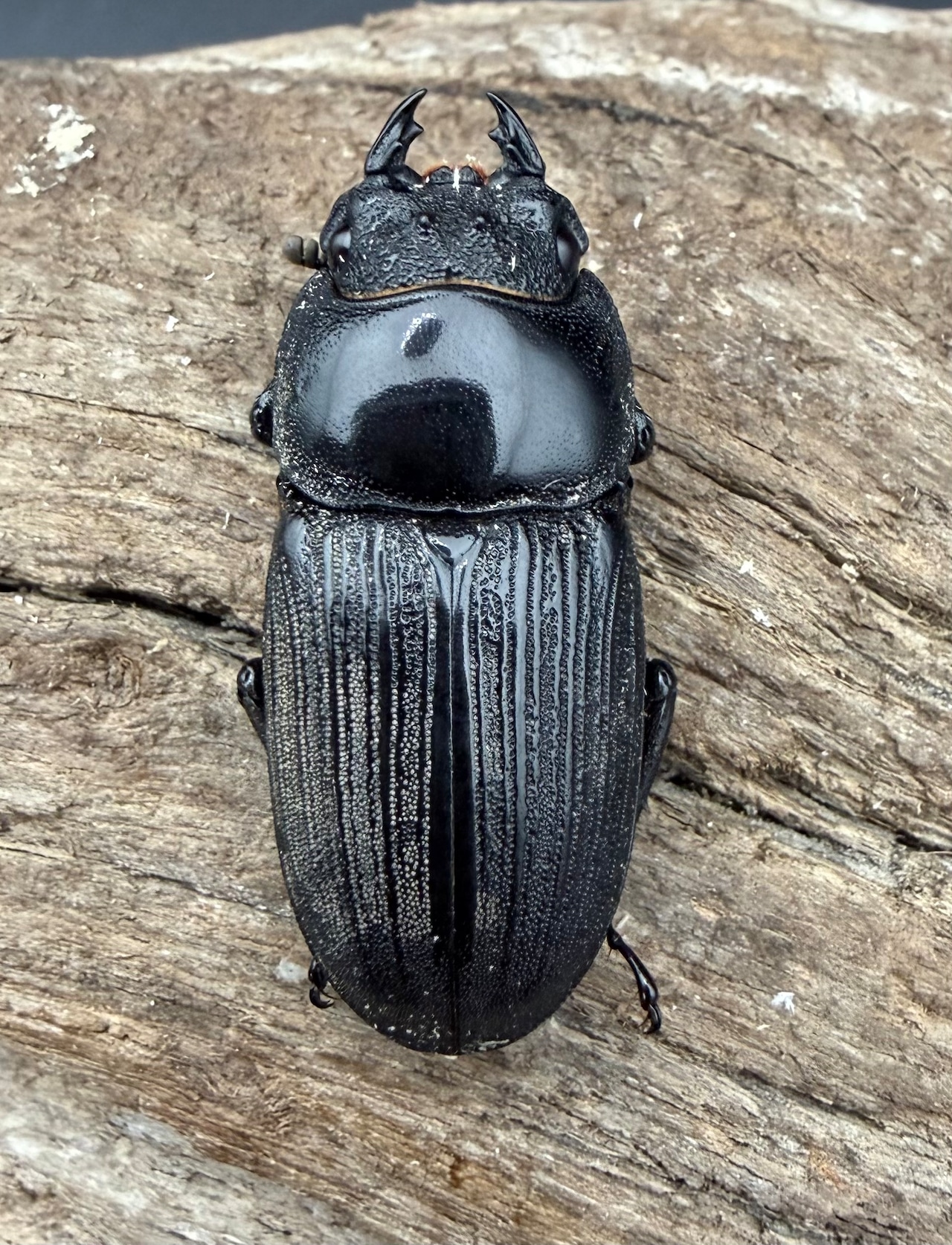 【WD】《ジャワパリーオオクワ 63mm A'品ペア》