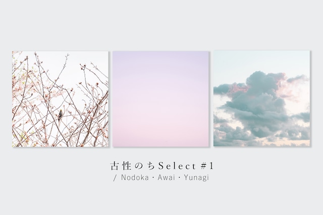 古性のちselect 写真パネルset「桜色」（スクエアミニ）