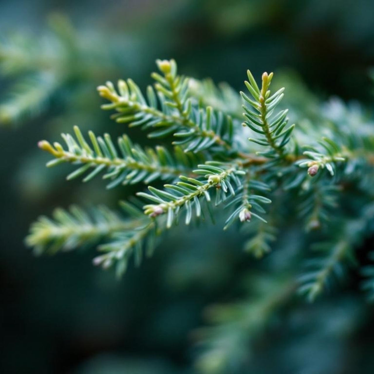 ひのきの香りハンドクリーム|外宮参道COMISEオリジナルデザイン|日本製・ヒノキ油配合(50g)