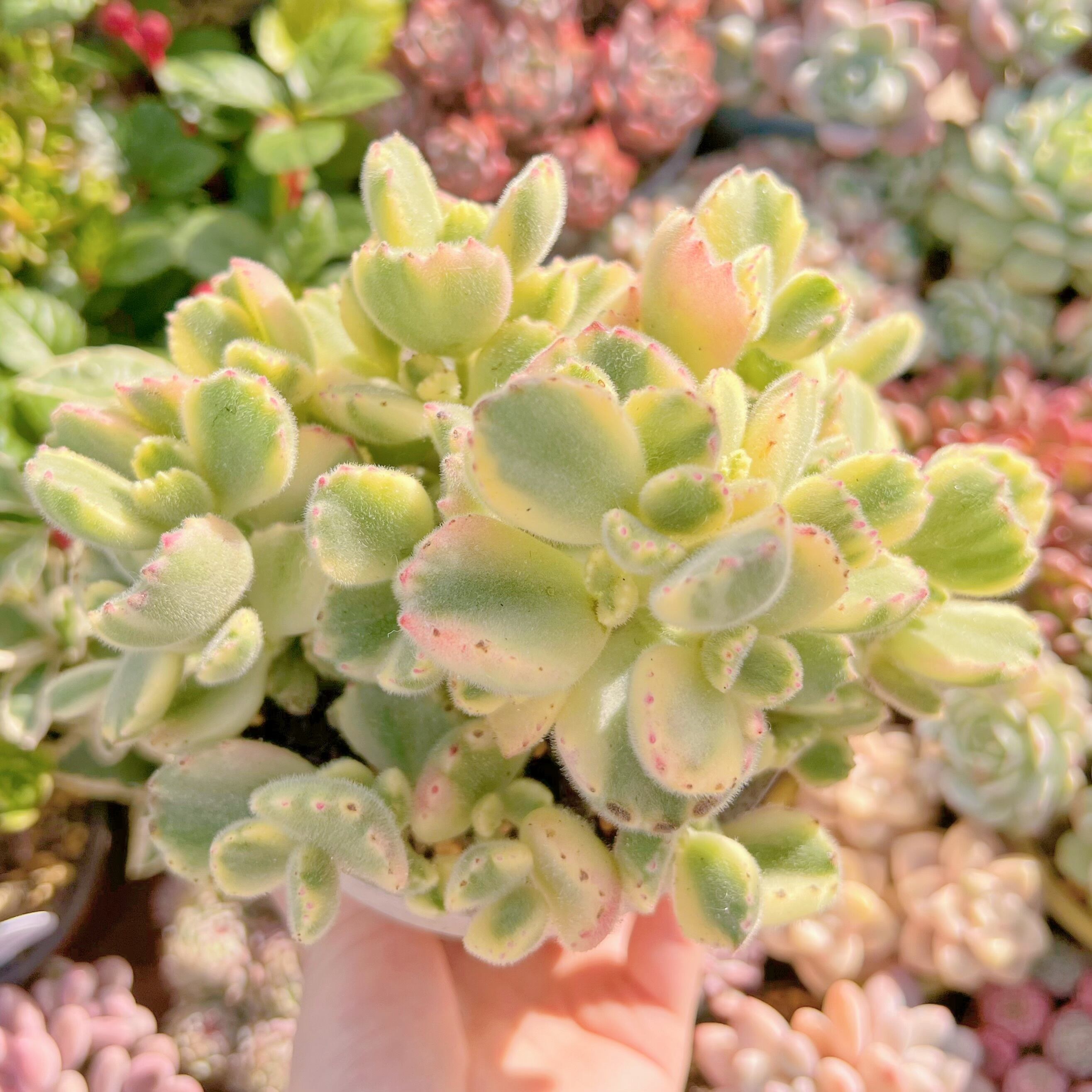 現品　白熊#284   群生　るる農園