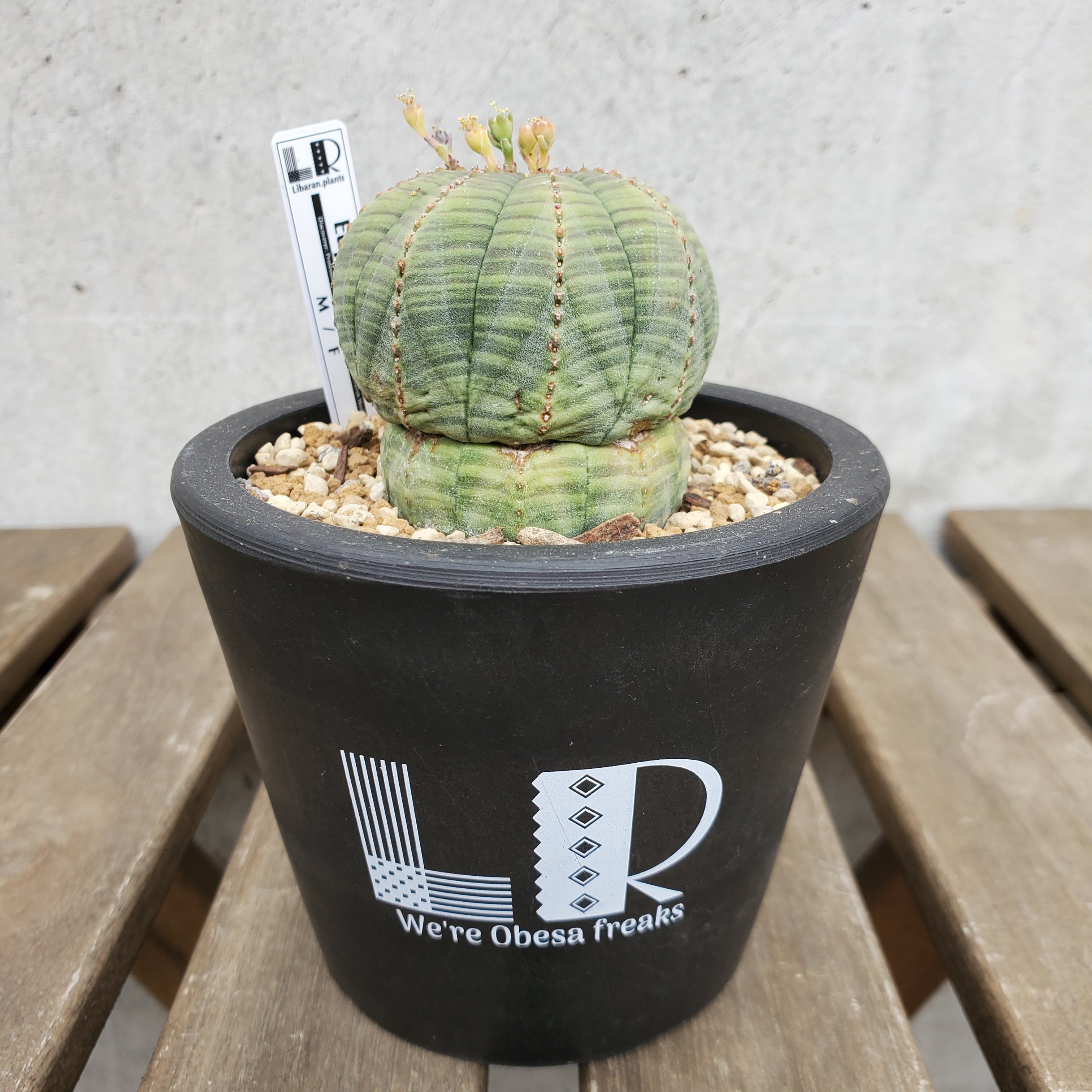 M様専用品】接ぎ下ろし自根株 Euphorbia abdelkuri ユーフォルビア アブデルクリ | Libaran_Plants〜ユーフォルビア  オベサ 専門店オンラインスト〜