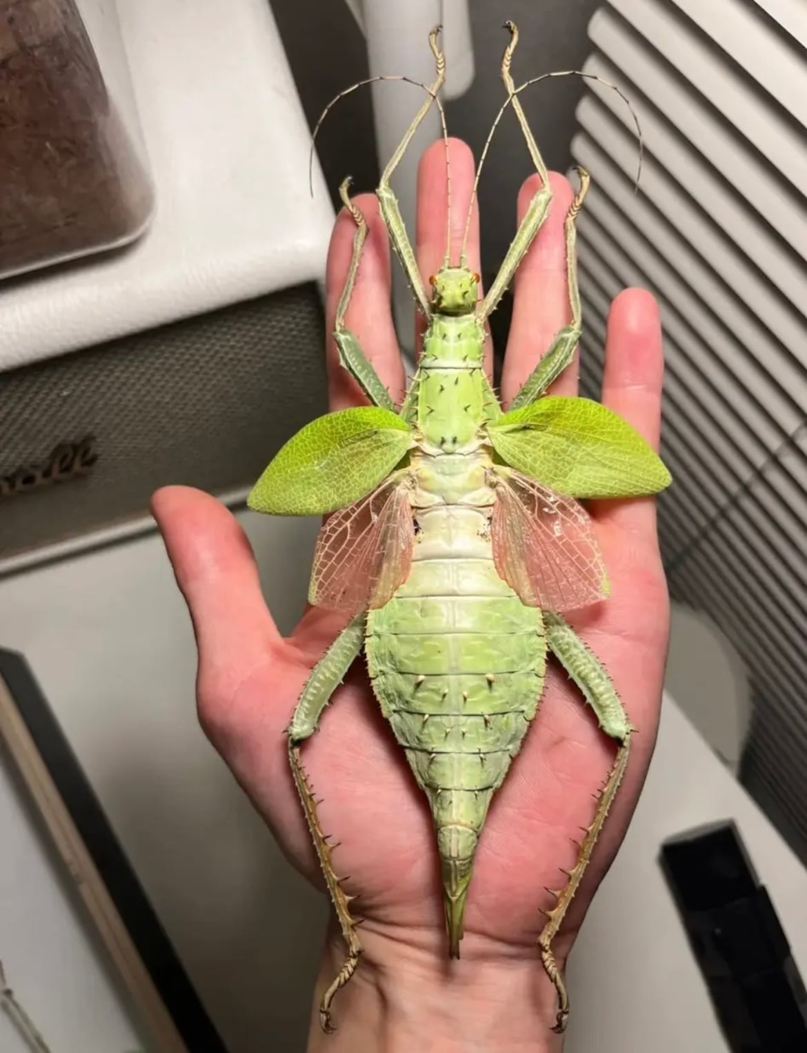 サルオガセギスキリギリスカマドウマバッタ直翅類コロギスリオック