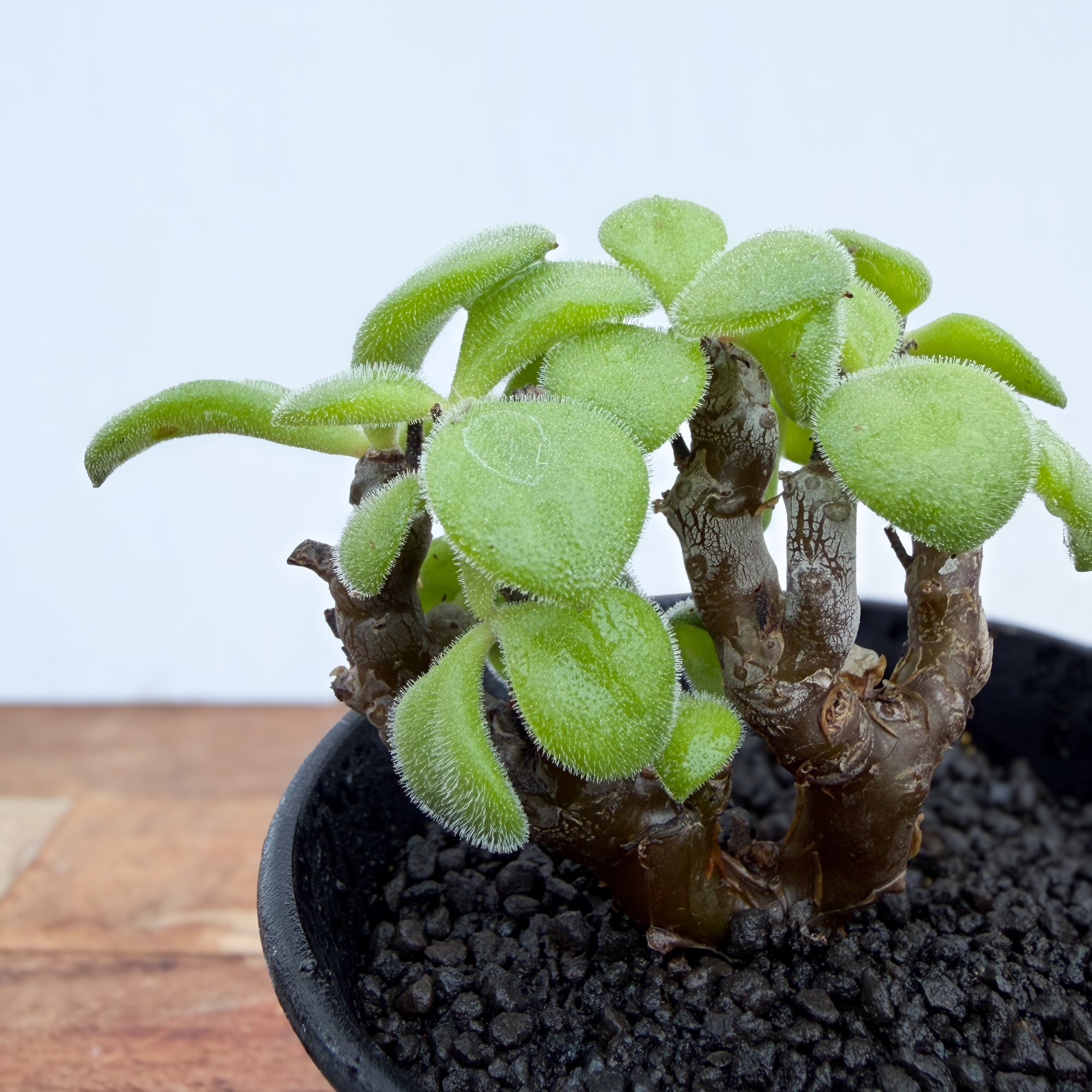 Tylecodon leucothrix【チレコドン・レウコスリクス】 | RIMO'S GREEN
