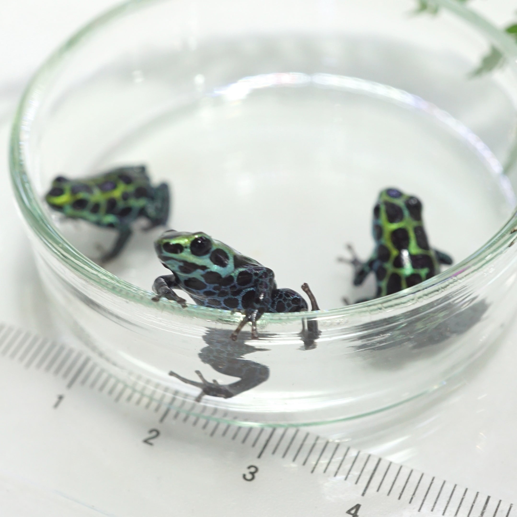 3匹セット】バリアビリスヤドクガエル・サザン Ranitomeya variabilis