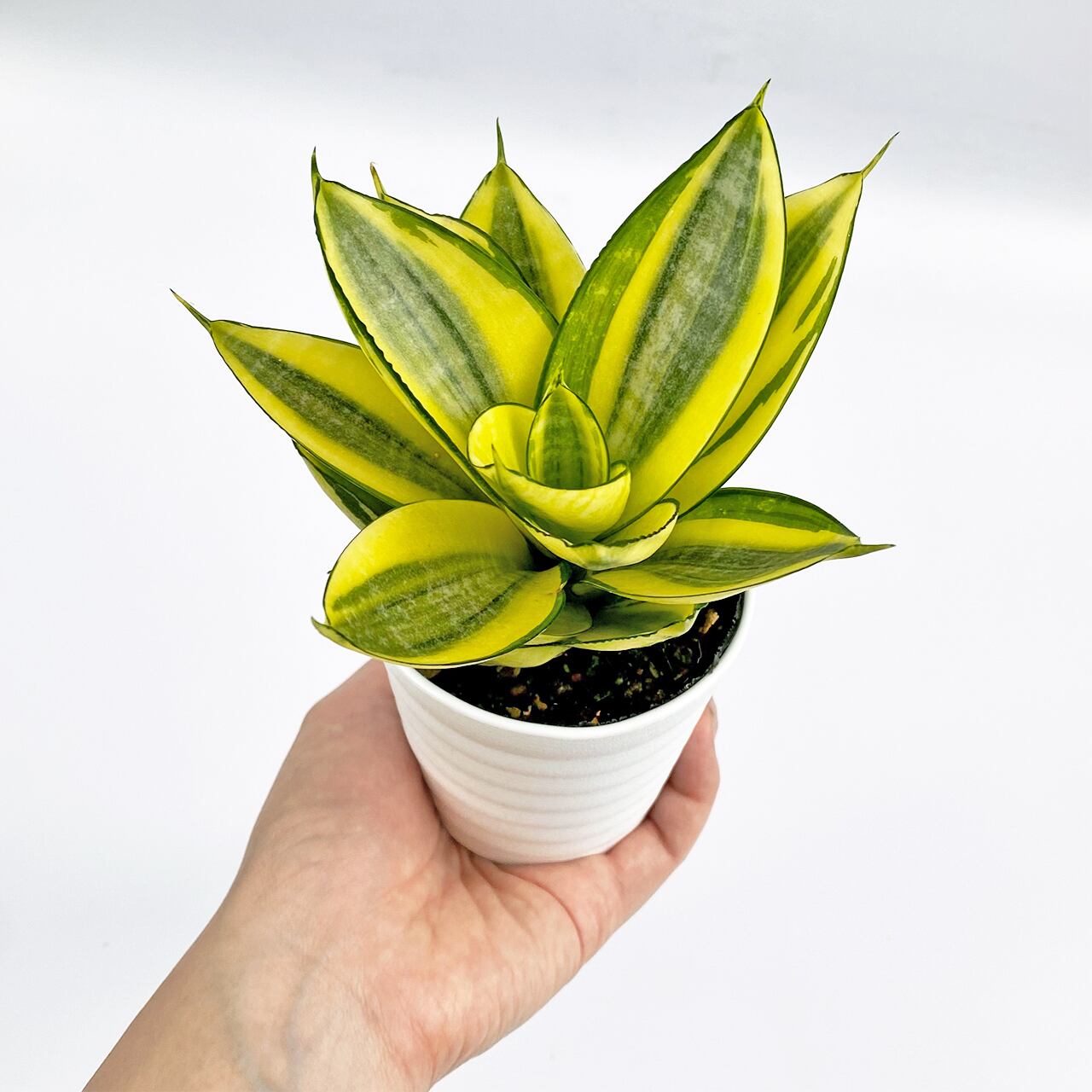 ２ サンスベリア ハニー Inakougei イナコウゲイ 観葉植物 鉢 多肉 猫用品