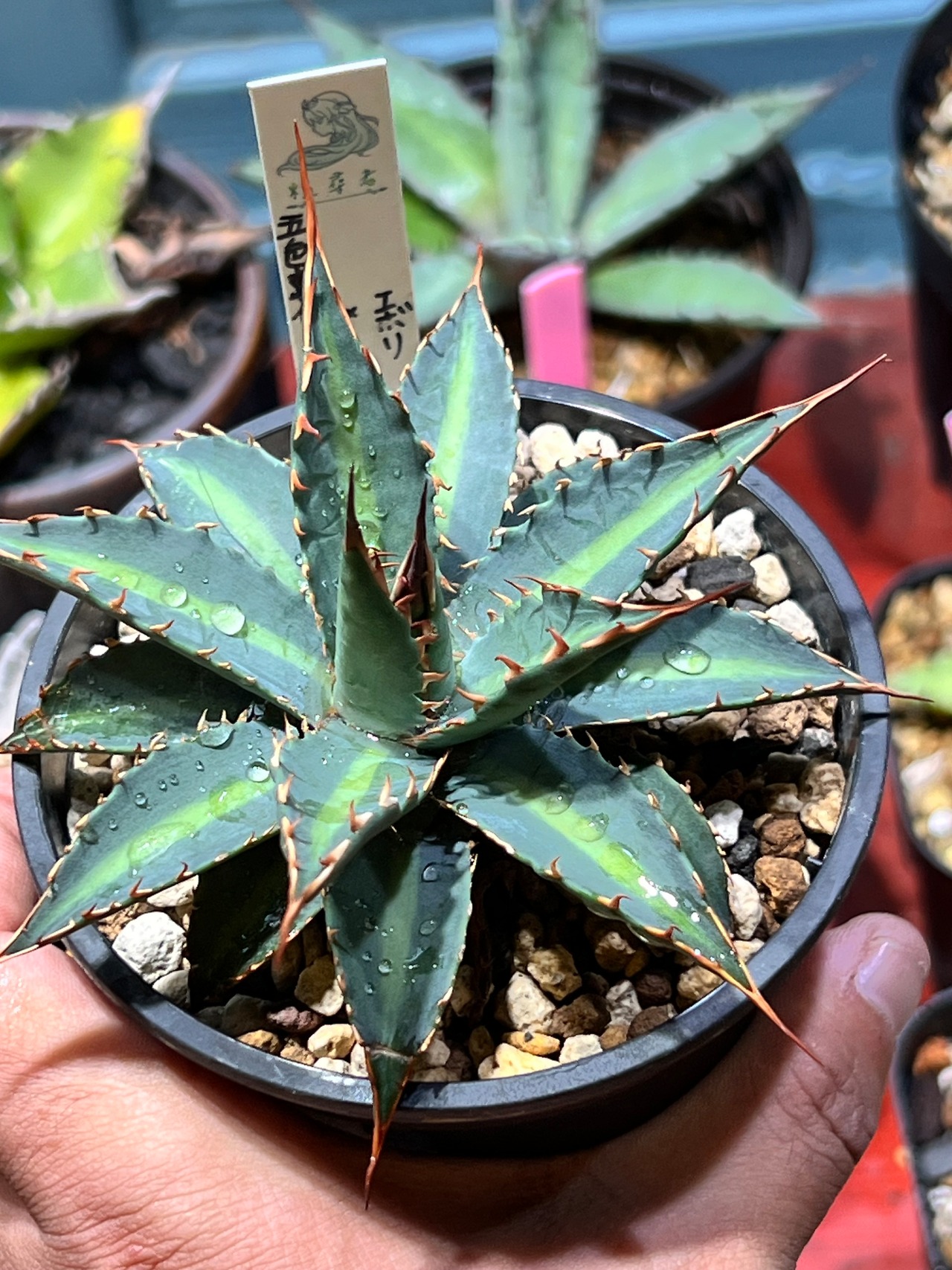 【 五色萬代 × 妖炎】 ②