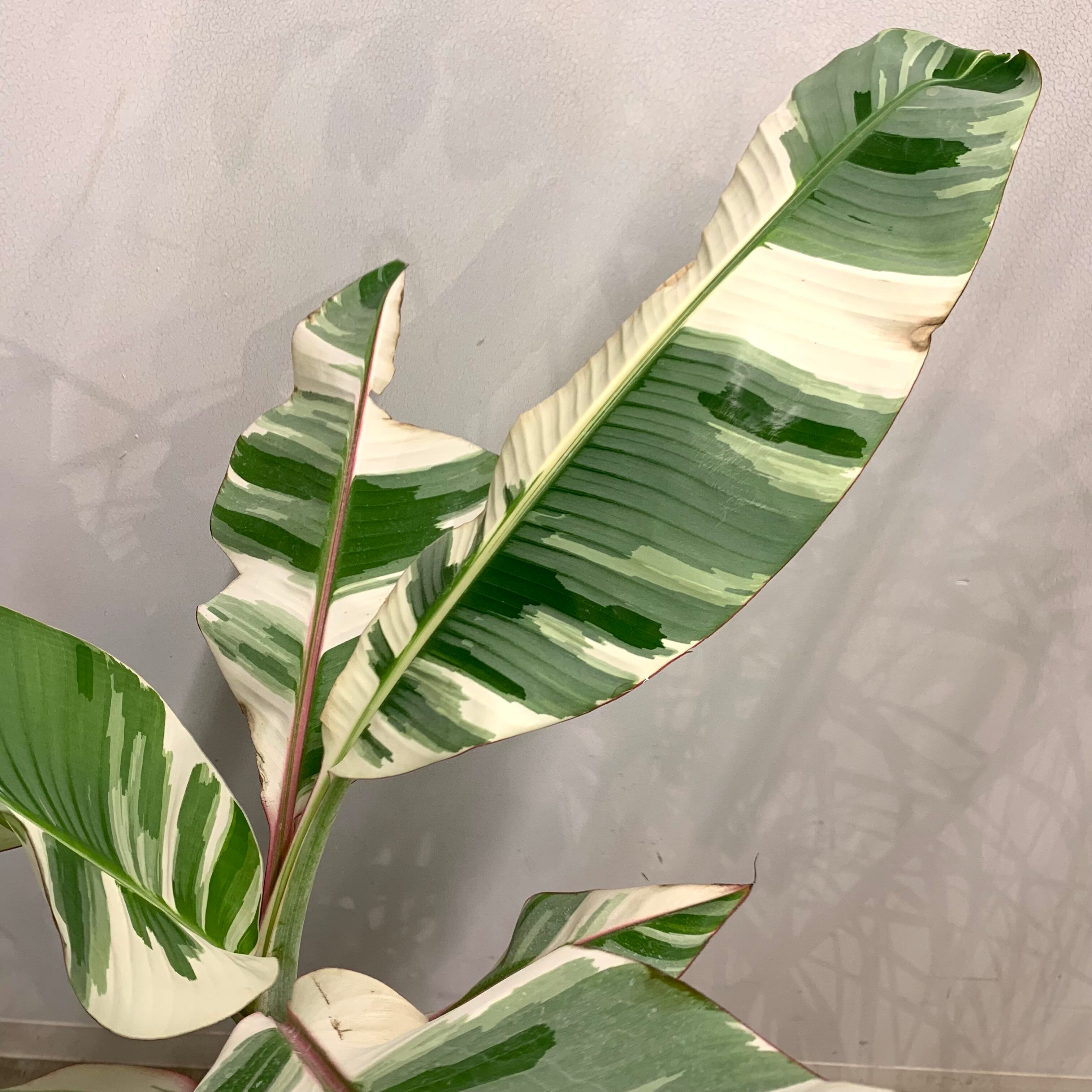 ムサ フロリダ 斑入り バナナ Musa Florida