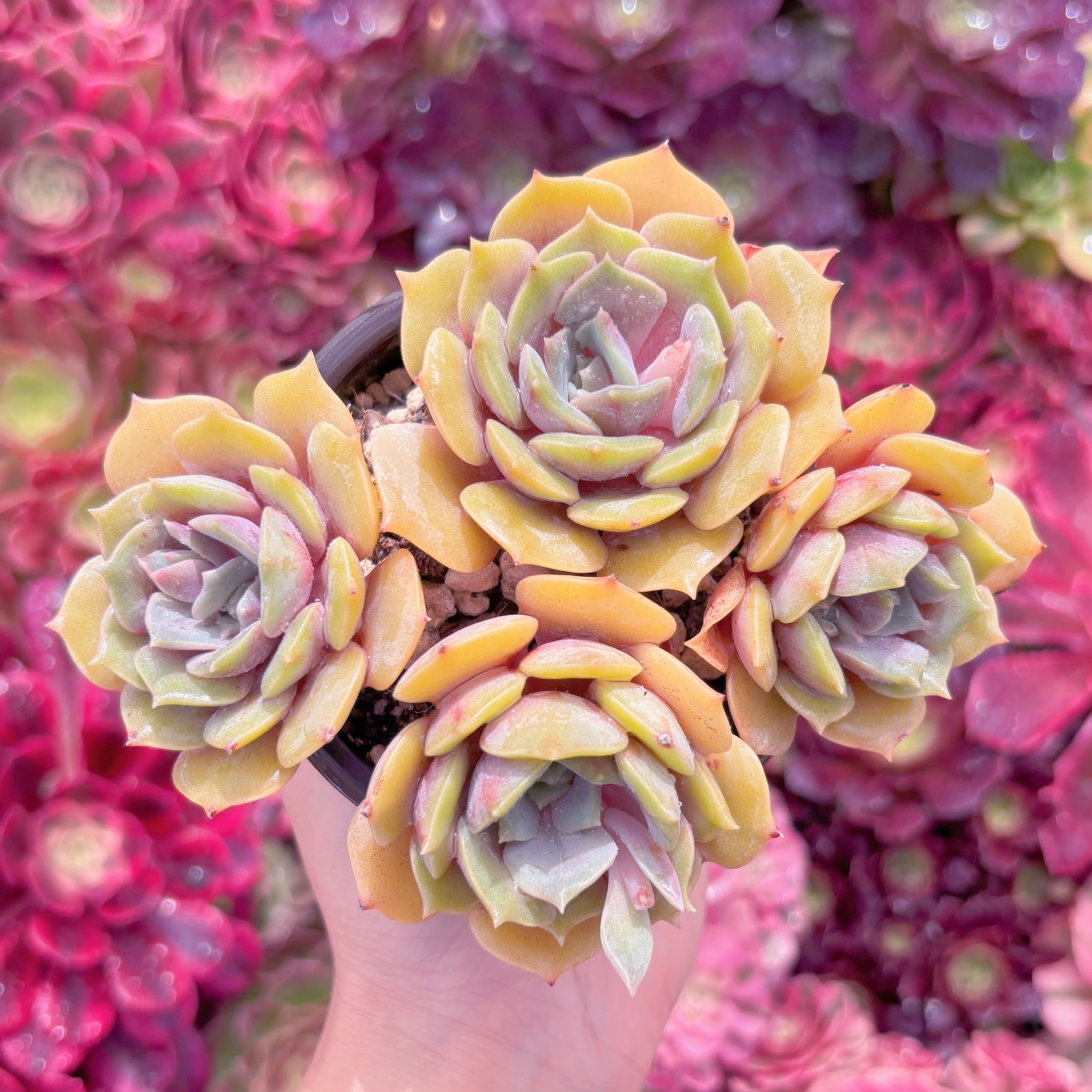 現品　紫姫#M281　群生　るる農園