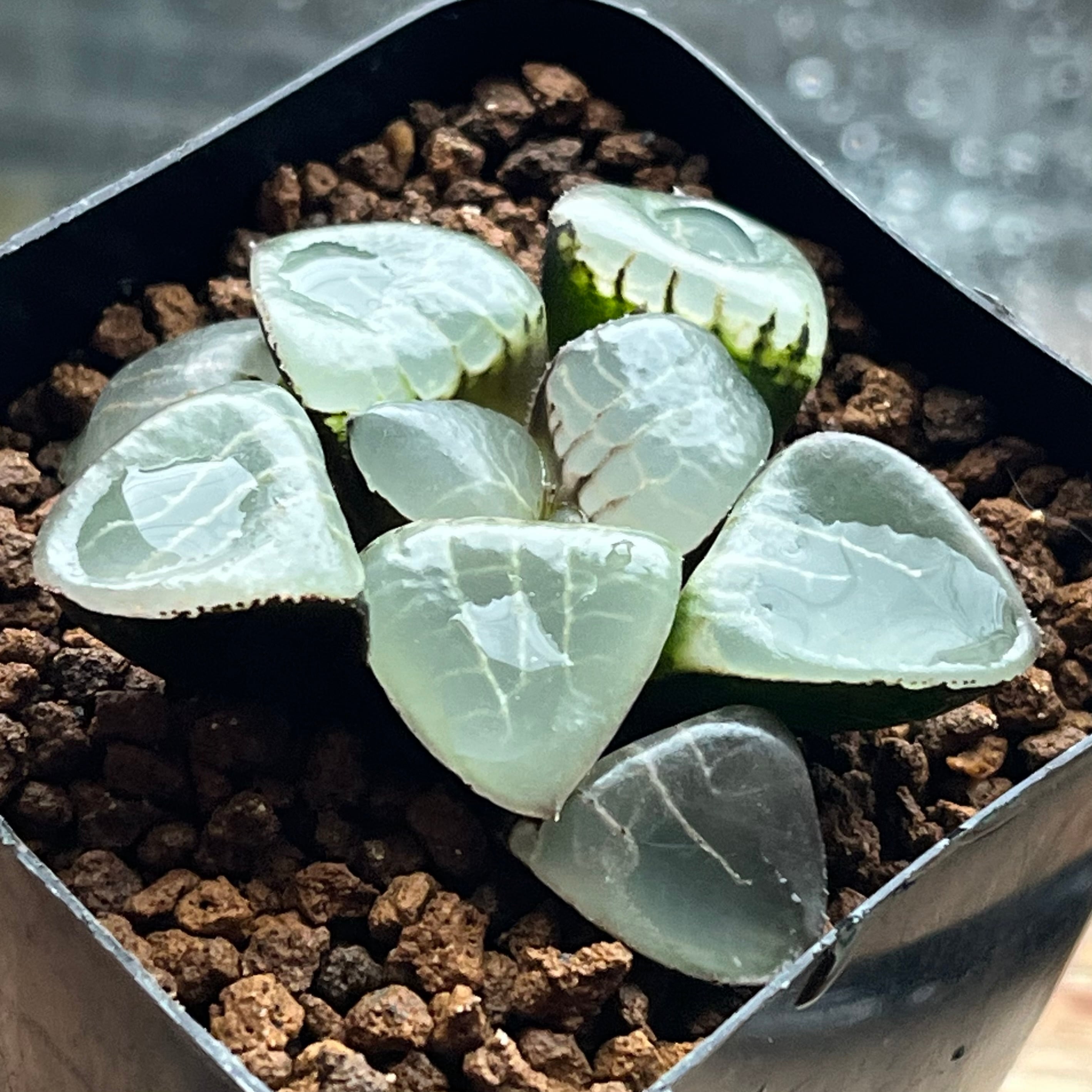ハオルチア 瑠璃水晶コンプト錦 | mocono_plants